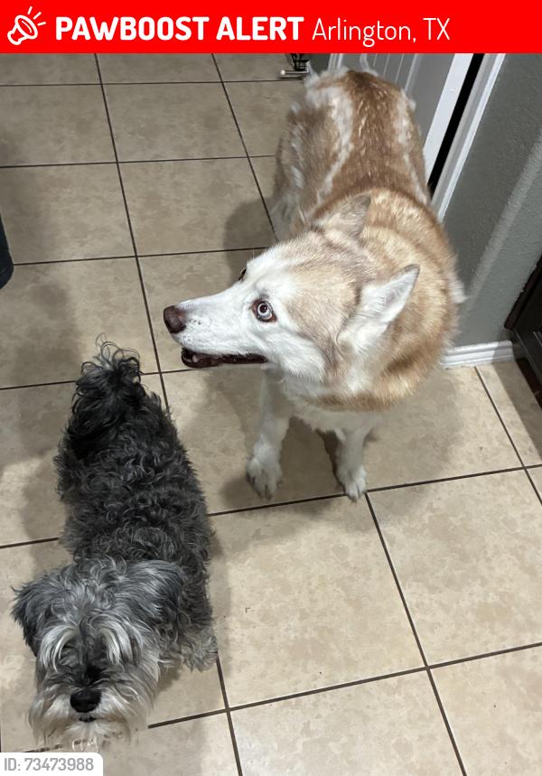 Lost Female Dog last seen Collins / Debbie, Arlington, TX 76002