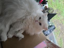 Reunited Female Cat last seen Near Canterbury Rd, University Heights, OH 44118, USA, University Heights, OH 44118