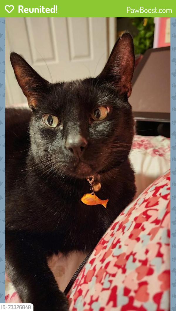 Reunited Male Cat last seen Castle st, Anaheim, CA 92802