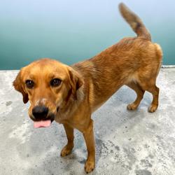 Found/Stray Female Dog last seen Nichols Sawmill Rd by Shadybrook Animal Clinic, Magnolia, TX 77355