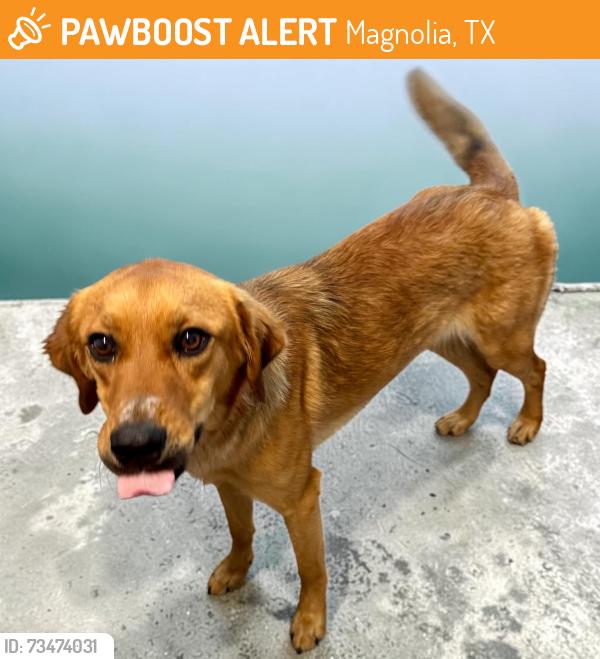 Found/Stray Female Dog last seen Nichols Sawmill Rd by Shadybrook Animal Clinic, Magnolia, TX 77355