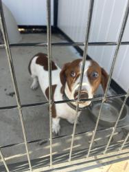 Reunited Male Dog last seen Flores sy, Seaside, CA 93955