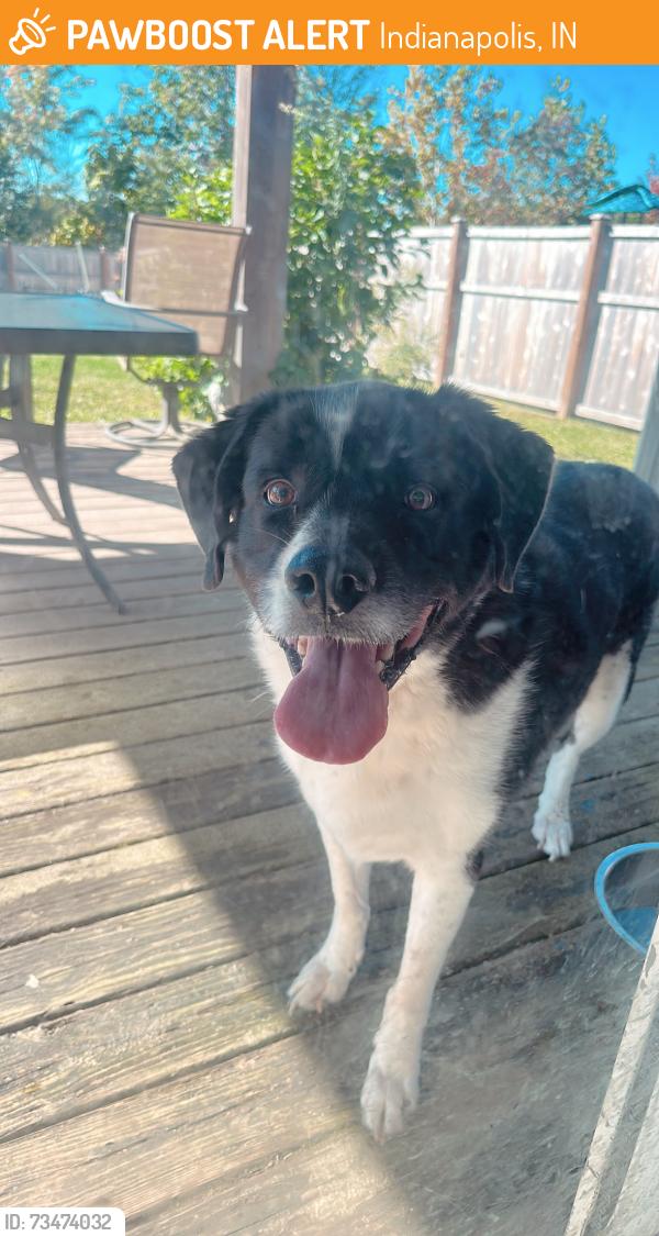Found/Stray Male Dog last seen 75th and Shadeland, Indianapolis, IN 46256