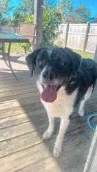 Found/Stray Male Dog last seen 75th and Shadeland, Indianapolis, IN 46256