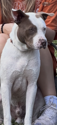 Lost Male Dog last seen Old Bastrop Rd, San Marcos, TX 78666
