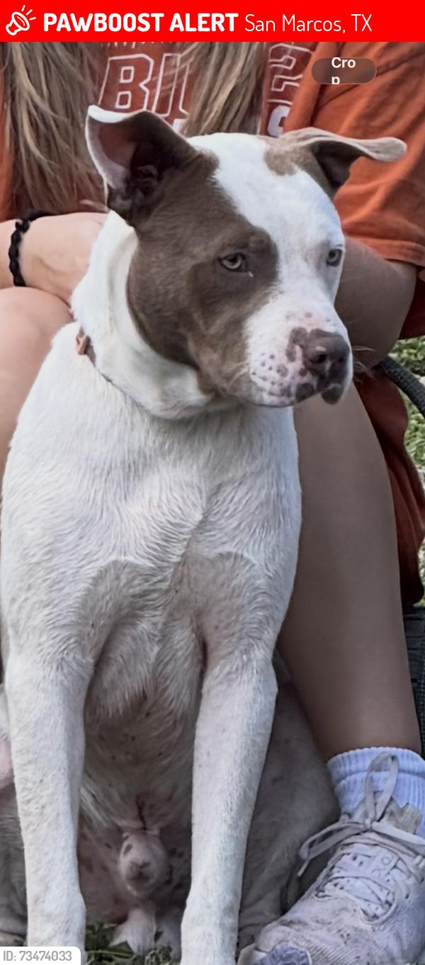 Lost Male Dog last seen Old Bastrop Rd, San Marcos, TX 78666
