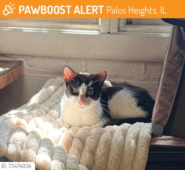 Found/Stray Female Cat last seen 127th Street and Harlem Avenue, Palos Heights, IL 60463