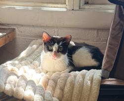Found/Stray Female Cat last seen 127th Street and Harlem Avenue, Palos Heights, IL 60463