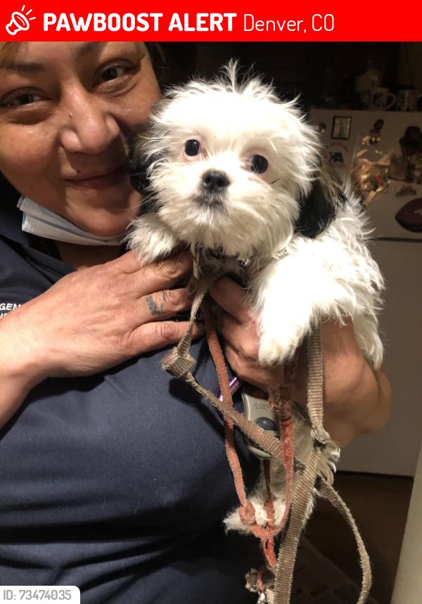 Lost Male Dog last seen Near Tennyson, Denver, CO 80204