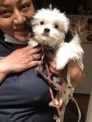 Lost Male Dog last seen Near Tennyson, Denver, CO 80204