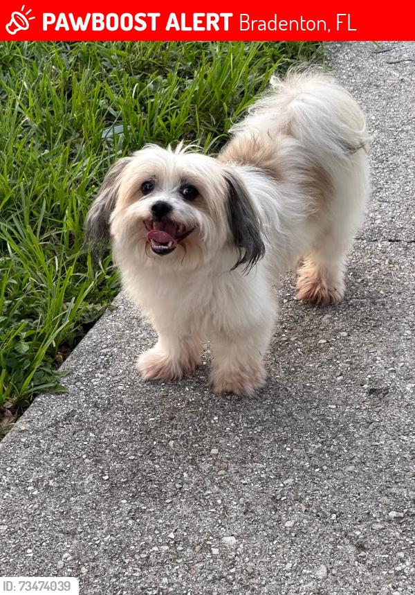 Lost Male Dog last seen 13th Ave e, Bradenton, FL 34208