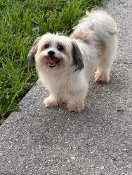 Lost Male Dog last seen 13th Ave e, Bradenton, FL 34208