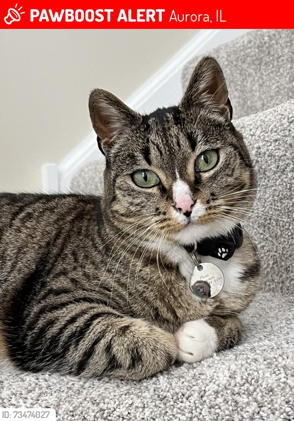 Lost Female Cat last seen Braxton Ln & Heather Glen Dr, Aurora, IL 60504