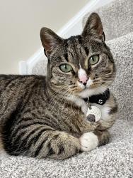 Lost Female Cat last seen Braxton Ln & Heather Glen Dr, Aurora, IL 60504