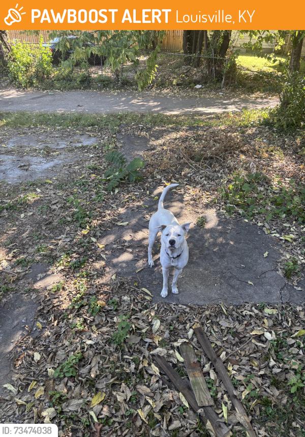 Found/Stray Female Dog last seen Greenwood ave, Louisville, KY 40210