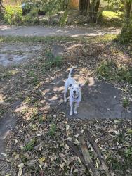 Found/Stray Female Dog last seen Greenwood ave, Louisville, KY 40210
