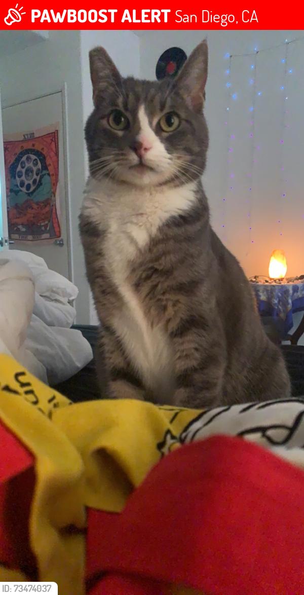 Lost Female Cat last seen Near Kearny Villa Rd San Diego, CA 92123 United States, San Diego, CA 92123