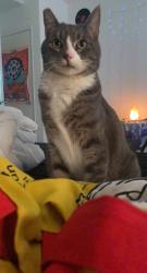 Lost Female Cat last seen Near Kearny Villa Rd San Diego, CA 92123 United States, San Diego, CA 92123