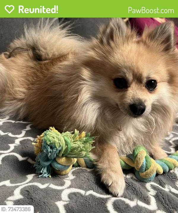 Reunited Male Dog last seen Last seeing running from this neighborhood, Anaheim, CA 92807