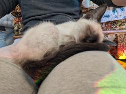 Found/Stray Unknown Cat last seen Canterbury Rd Kingsport TN, Kingsport, TN 37660