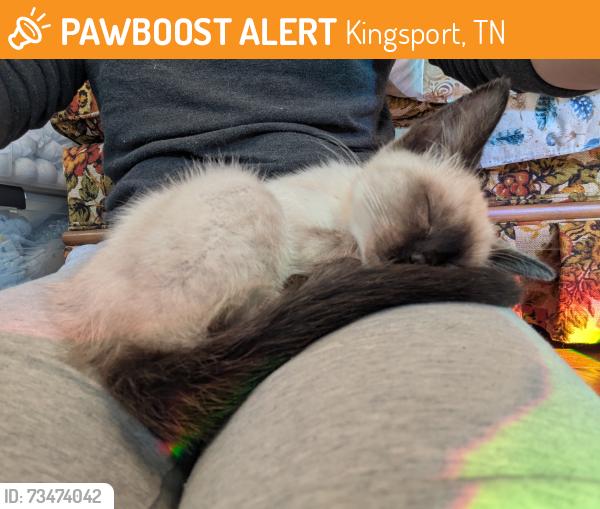 Found/Stray Unknown Cat last seen Canterbury Rd Kingsport TN, Kingsport, TN 37660