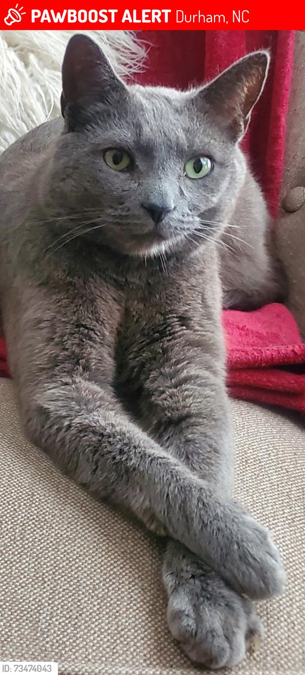 Lost Male Cat last seen Copley Farms Neighborhood, Durham, NC 27703