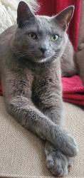 Lost Male Cat last seen Copley Farms Neighborhood, Durham, NC 27703