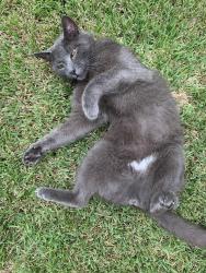 Reunited Male Cat last seen Five Forks Plantation, Simpsonville, SC 29681