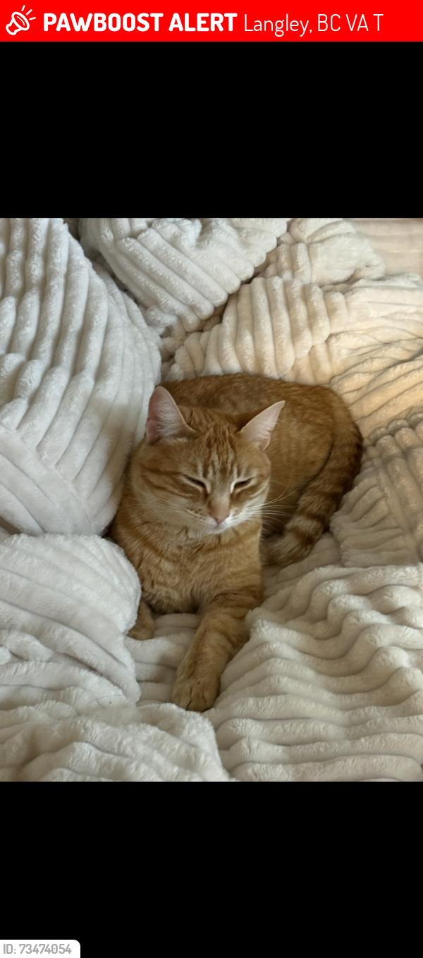 Lost Female Cat last seen Blacklock Fine Arte School, Langley, BC V3A 7T7