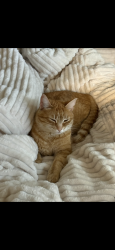 Lost Female Cat last seen Blacklock Fine Arte School, Langley, BC V3A 7T7