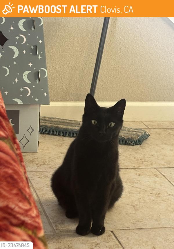 Found/Stray Female Cat last seen Shaw and Leonard, Clovis, CA 93619