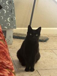 Found/Stray Female Cat last seen Shaw and Leonard, Clovis, CA 93619