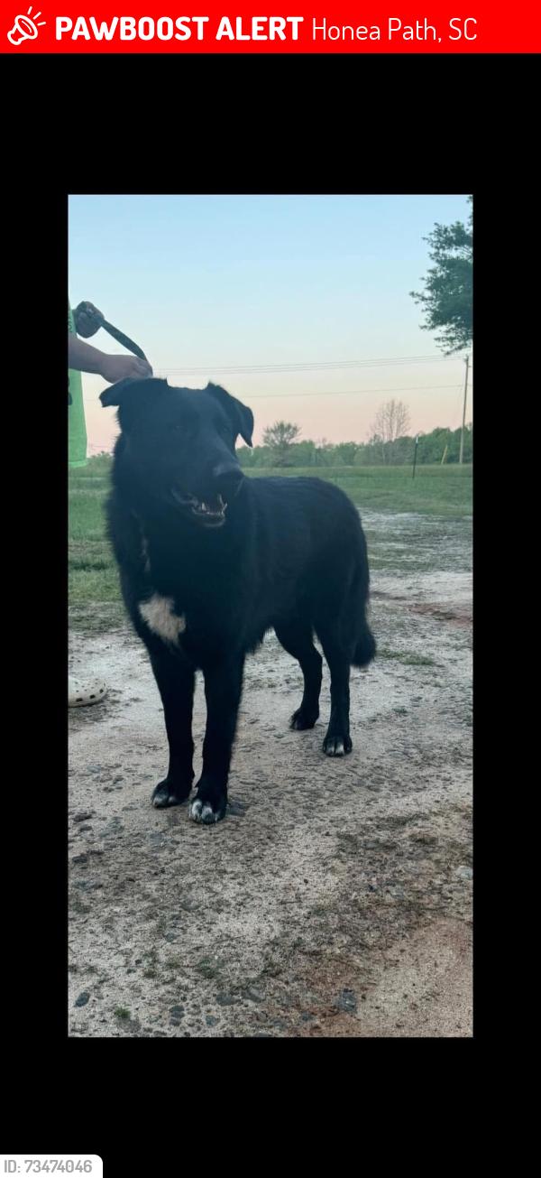 Lost Male Dog last seen Otto lollis rd, Honea Path, SC 29654