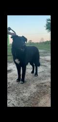 Lost Male Dog last seen Otto lollis rd, Honea Path, SC 29654