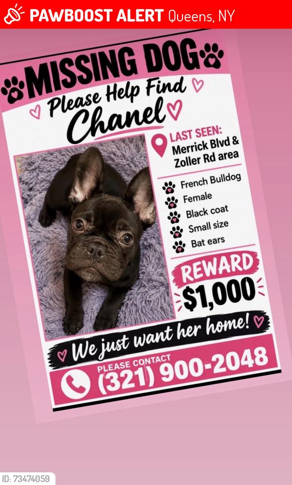 Lost Female Dog last seen Jamaica queens, Queens, NY 11435