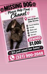 Lost Female Dog last seen Jamaica queens, Queens, NY 11435