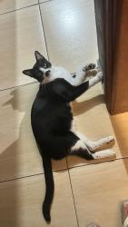 Lost Male Cat last seen Perto do Omatuto, Vila Joao Jorge, SP 13041-307