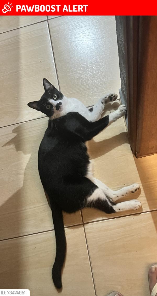 Lost Male Cat last seen Perto do Omatuto, Vila Joao Jorge, SP 13041-307