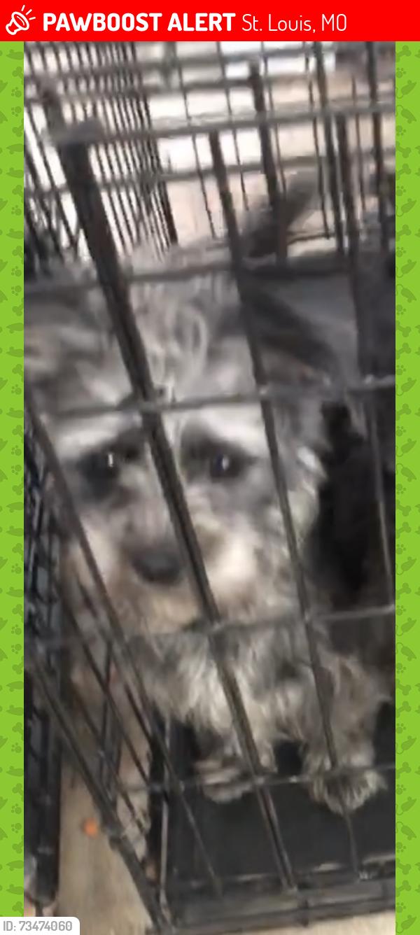 Lost Female Dog last seen Subway, St. Louis, MO 63136