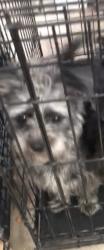 Lost Female Dog last seen Subway, St. Louis, MO 63136