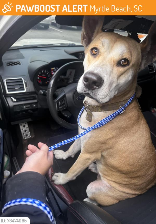 Found/Stray Female Dog last seen FOUND COMING UP THE OFF RAMP OF 31 GETTING ONTO 544 HEADING TOWARDS CONWAY, Myrtle Beach, SC 29588
