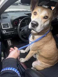 Found/Stray Female Dog last seen FOUND COMING UP THE OFF RAMP OF 31 GETTING ONTO 544 HEADING TOWARDS CONWAY, Myrtle Beach, SC 29588