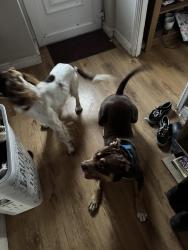 Lost Male Dog last seen Fields in lower broad heath, Lower Broadheath, England 