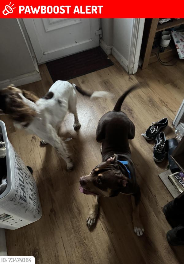 Lost Male Dog last seen Fields in lower broad heath, Lower Broadheath, England 