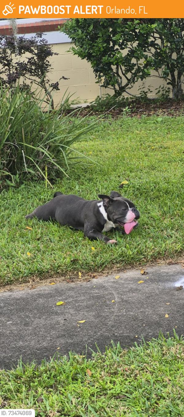 Found/Stray Male Dog last seen Marsh harbor snd andros, Orlando, FL 32827