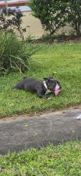 Found/Stray Male Dog last seen Marsh harbor snd andros, Orlando, FL 32827