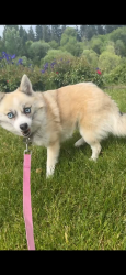 Lost Female Dog last seen Hillsboro Esplanade, Hillsboro, OR 97124