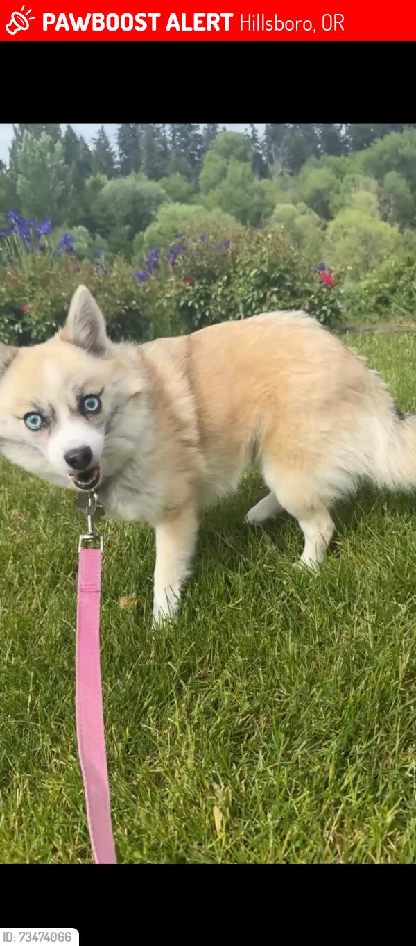 Lost Female Dog last seen Hillsboro Esplanade, Hillsboro, OR 97124