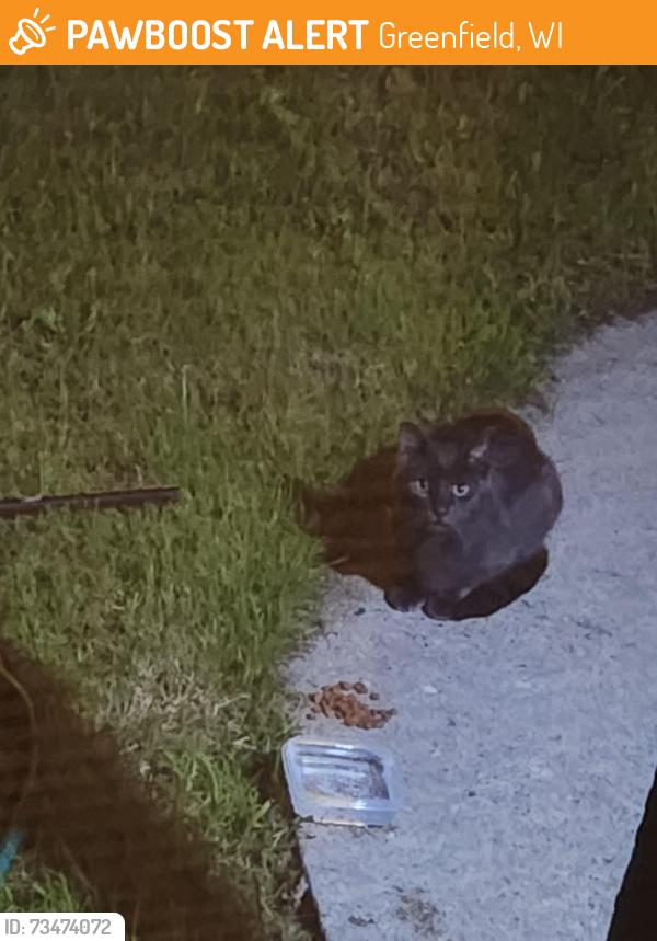Found/Stray Unknown Cat last seen Off of 92nd and Allerton, Greenfield, WI 53228