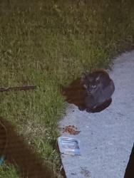 Found/Stray Unknown Cat last seen Off of 92nd and Allerton, Greenfield, WI 53228